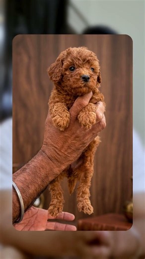The Truth About Toy Poodle Shedding