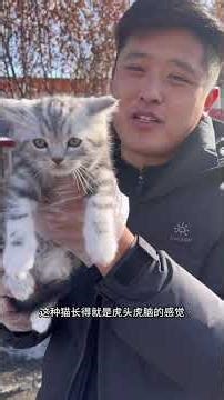 Discover the American Shorthair Tabby: A Daily Feline Friendship