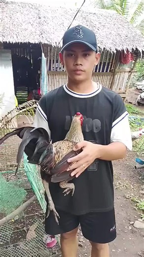 Paano Malaman ang Mistiso na Manok sa Sabong