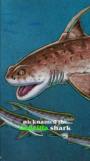 The Godzilla Shark 🦈 Japan’s Terrifying Prehistoric Discovery