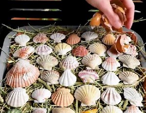 3.7M views · 4.4K reactions | Ancient way to make cement out of shells! | 5-Minute Recycle | Facebook