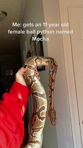Exploring Mocha the Ball Python at Work | Pride Month Special