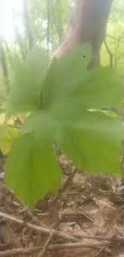 What does yellowroot look like?