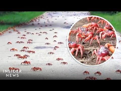 Millions Of Crabs Cross A Bridge During Migration