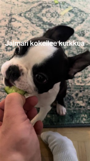 Boston Terrier Puppy Tests Cucumber Fun