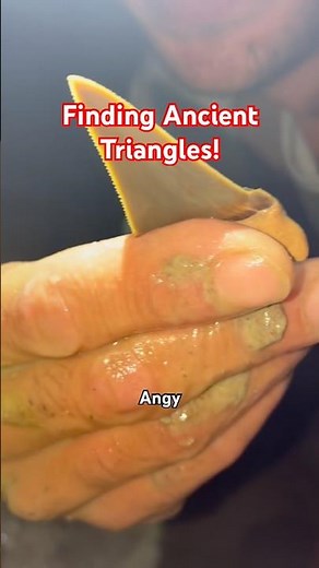 Super sharp ancient fossil shark teeth from megalodon ancestors found digging in South Carolina!