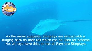#FishFactFriday - Stingrays Stingrays come in all shapes and sizes and are one of the most beautiful creatures in the sea, but let’s face it, they are a little bizarre looking! Check out our cool facts about them, below… Please note you can now take advantage of our online discount Book a date, time & bus pick up which is convenient for you. Pay safe and securely via 𝐎𝐍𝐋𝐘 𝐕𝐈𝐀 𝐎𝐔𝐑 𝐖𝐄𝐁𝐒𝐈𝐓𝐄 🐟 www.submarinesafaris.com 🐟 🚌 Transport included 🚌 ☎️ 0034 928 512 898 ☎️ | Submarine S