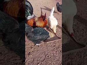 How to Feed Chickens: The Perfect Diet for Layers & Broilers