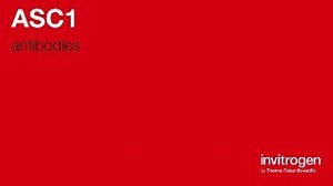 ASC1 antibodies from Thermo Fisher Scientific