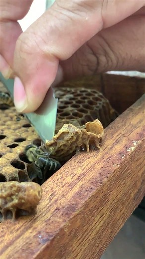 Removing Weak Queen Cells 🐝👑 | Hive Management #shortsvideo