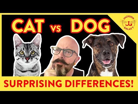 The Surprising Differences Between Cats and Dogs