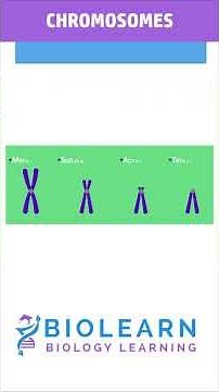 STRUCTURE OF CHROMOSOME 🧬| TYPES OF CHROMOSOMES | BioLearn