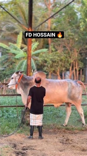 #2026 biggest Ulbari cow 🐮 shower time 🐄💧