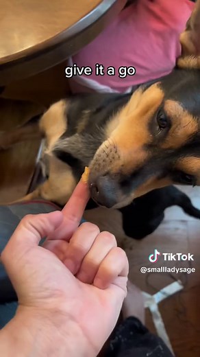 Easy Homemade Dog Treats Recipe