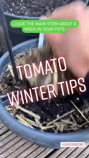 Winter Tomato Tips: How to Care for Tomato Plants During Cold Months