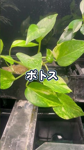 Isn't there something odd about one of them!? Types of aquaponics