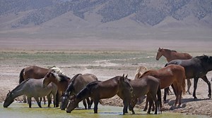 Controversial wild horse plan headed to Senate floor