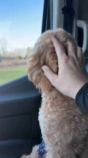 9.4K views · 393 reactions | Teddy update | Michigan Doodle Rescue Connect | Facebook