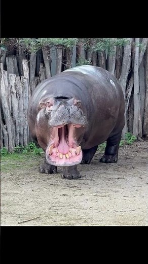 The Mighty Hippo: Africa's Water Giant