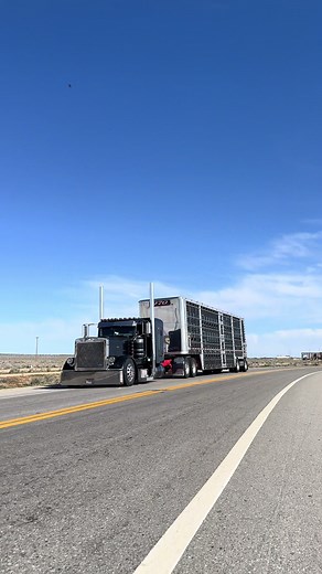 Explore the Mighty Peterbilt 389 Cattle Trucks