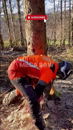 She Makes Felling Trees Look Easy! 💪🔥