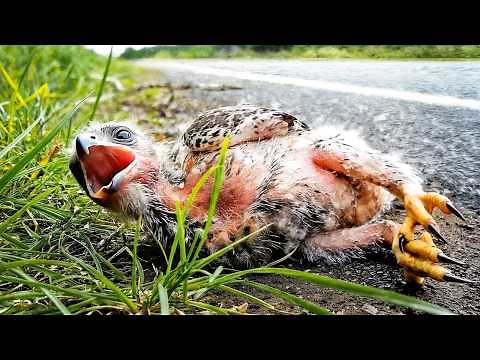 Rescue of a Little Hawk Chick by the Road
