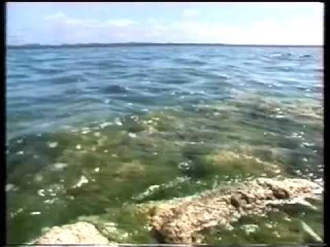 Linda Moore explains how the Thrombolites of Lake Clifton differ from Shark Bay Stromatolites