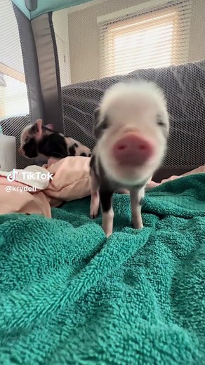 Cute Mini Piglet Videos That Will Melt Your Heart