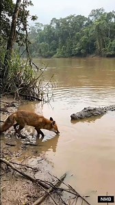 Crocodiles and pythons fight over a civet to be their food😲 #python #crocodile #ferret #snake #ai #fyp | Nunik Mamahna Bilqis