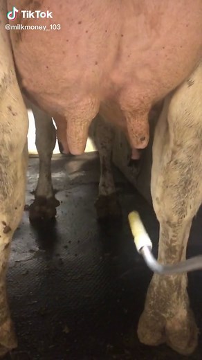 Preventing infection or mastitis after she’s been milked. #cow #udder #milk #farmlife edutok