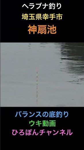ヘラブナ釣り 神扇池 埼玉県幸手市 バランスの底釣り ウキ動画 #shortvideo #shorts #釣り