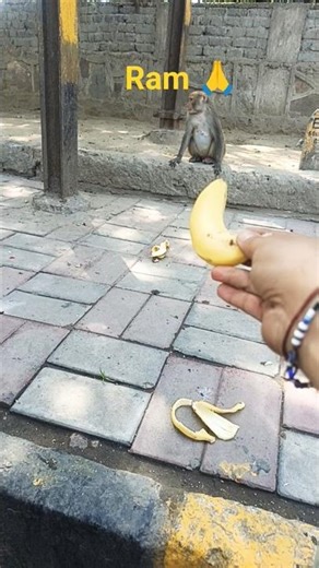 Radha #radha #hanumanji #monkey #monkeys #balaji #bageshwer #bageshwer #jayshriram #ram #premanand