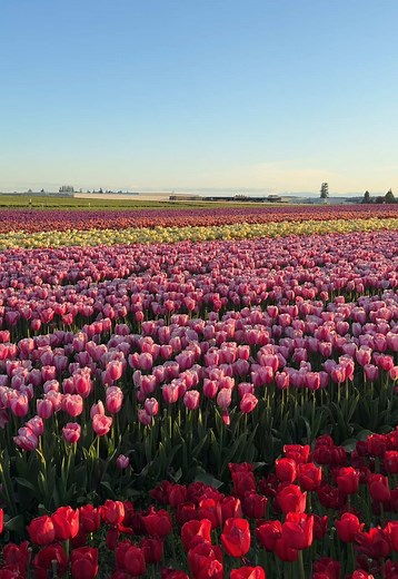 Beautiful Tulips in Spring Bloom