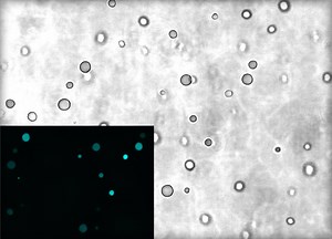 Insight Into the Earliest Stages of Life on Earth | Cell And Molecular Biology