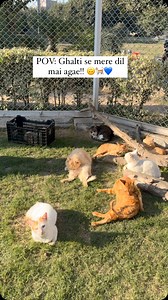 390K views · 16K reactions | Cats  | The Crazy Cats | Facebook