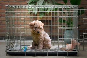 How to Crate Train Your Cavapoo Puppy