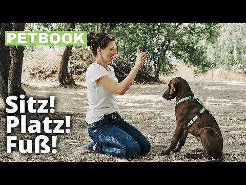 Hunden „Sitz“ beibringen | Dogschool | PETBOOK