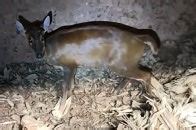 小赤麂误入农户家中牛圈 警民齐力救助放归_腾讯新闻