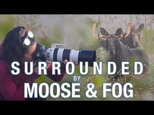 Moose Watching in New Brunswick | Epic Foggy Morning Wildlife Photography Adventure
