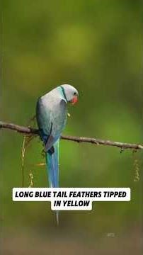 Rare Malabar Parakeet Hidden Parrot of India’s Ancient Rainforests