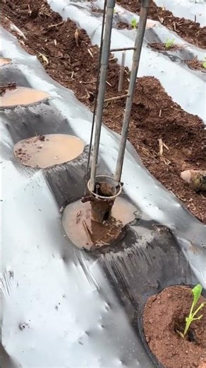 Efficient Farming: Manual Seedling Transplanter in Action