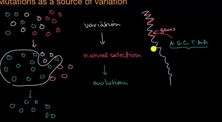 Mutation as a source of variation