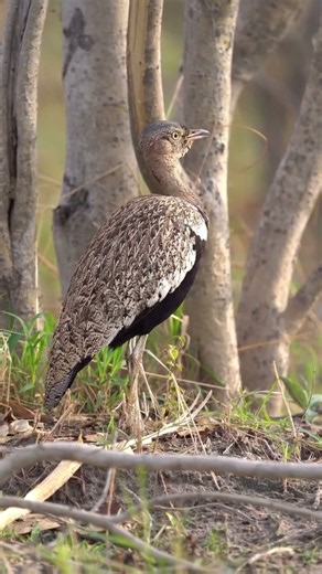 Red-crested korhaan (suicide bird) #magicalkenya #kenyacoast #coastalkenya