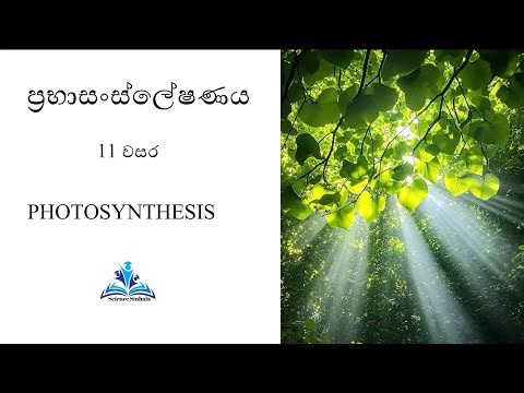 O/L Science Sinhala | Grade 11 Science Unit 02| 11 වසර ප්‍රභාසංස්ලේෂණය