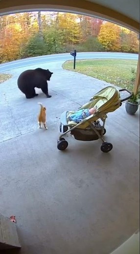 猫が赤ちゃんを襲おうとする熊を撃退する🐻🐱