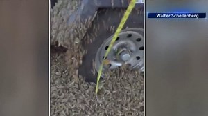What happens in Vegas: Swarm of grasshoppers take over Sin City