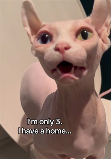 Follow Pickles for more tips 😎 #sphynxcommunity #catlover #sphynxtok #funnycat #spynxbambino