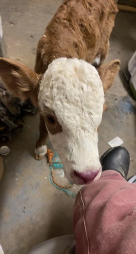 Adorable Baby Simmental Calf Moments
