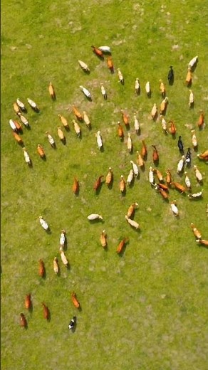 Herd of Cows Sounds (Aerial View of Grazing Cattle)