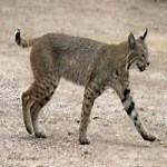 Dooly County HS - Schedule